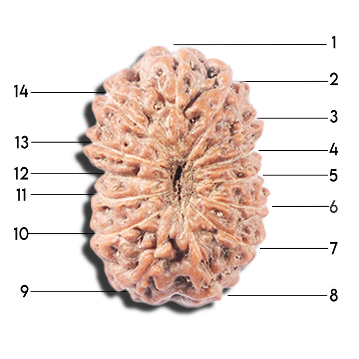 14 mukhi Indonesian Rudraksha -  Bead No. 342