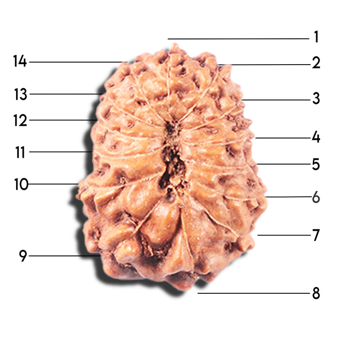 14 mukhi Indonesian Rudraksha -  Bead No. 345