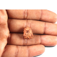 Load image into Gallery viewer, 14 mukhi Indonesian Rudraksha -  Bead No. 345
