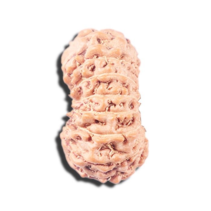 14 mukhi Indonesian Rudraksha -  Bead No. 344