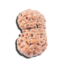 Load image into Gallery viewer, 14 mukhi Indonesian Rudraksha -  Bead No. 342
