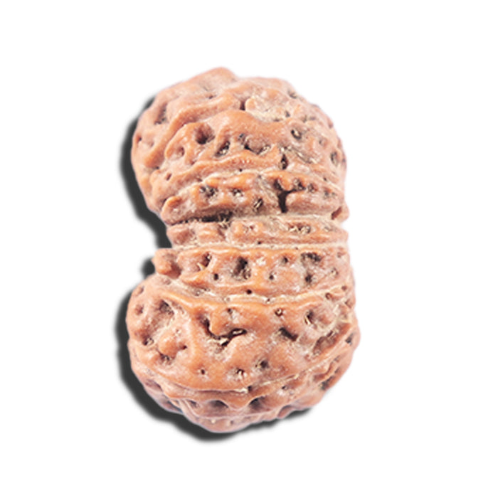 14 mukhi Indonesian Rudraksha -  Bead No. 342