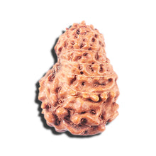 Load image into Gallery viewer, 14 mukhi Indonesian Rudraksha -  Bead No. 345
