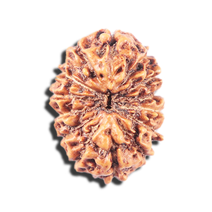 14 mukhi Indonesian Rudraksha -  Bead No. 336