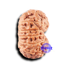 Load image into Gallery viewer, 14 mukhi Indonesian Rudraksha -  Bead No. 328
