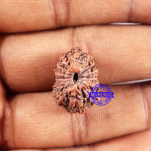 Load image into Gallery viewer, 14 mukhi Indonesian Rudraksha -  Bead No. 331
