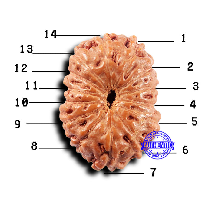14 mukhi Indonesian Rudraksha -  Bead No. 293