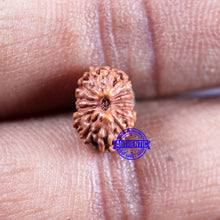 Load image into Gallery viewer, 14 mukhi Indonesian Rudraksha -  Bead No. 293
