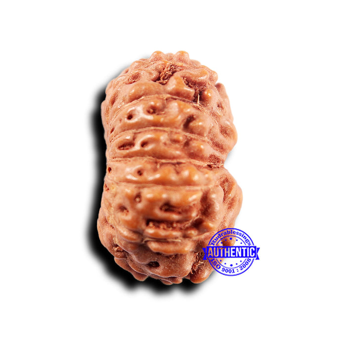 14 mukhi Indonesian Rudraksha -  Bead No. 293