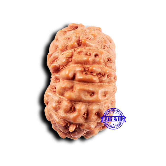 14 mukhi Indonesian Rudraksha -  Bead No. 294