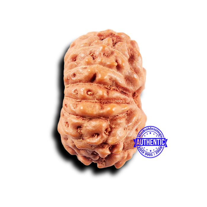 14 mukhi Indonesian Rudraksha -  Bead No. 294