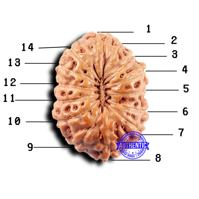 14 mukhi Indonesian Rudraksha -  Bead No. 295