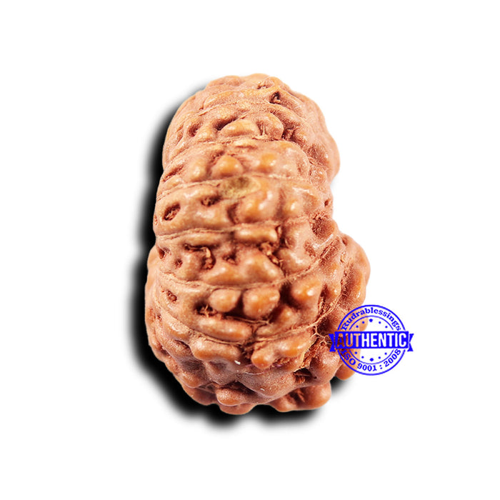14 mukhi Indonesian Rudraksha -  Bead No. 295