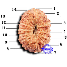 Load image into Gallery viewer, 14 mukhi Indonesian Rudraksha -  Bead No. 296

