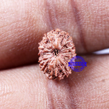 Load image into Gallery viewer, 14 mukhi Indonesian Rudraksha -  Bead No. 296
