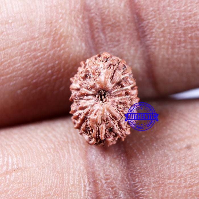 14 mukhi Indonesian Rudraksha -  Bead No. 296