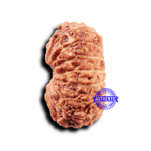 Load image into Gallery viewer, 14 mukhi Indonesian Rudraksha -  Bead No. 296
