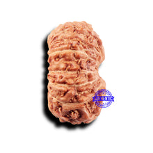 Load image into Gallery viewer, 14 mukhi Indonesian Rudraksha -  Bead No. 296
