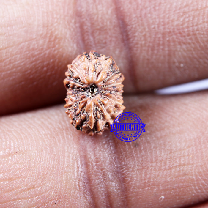 14 mukhi Indonesian Rudraksha -  Bead No. 297