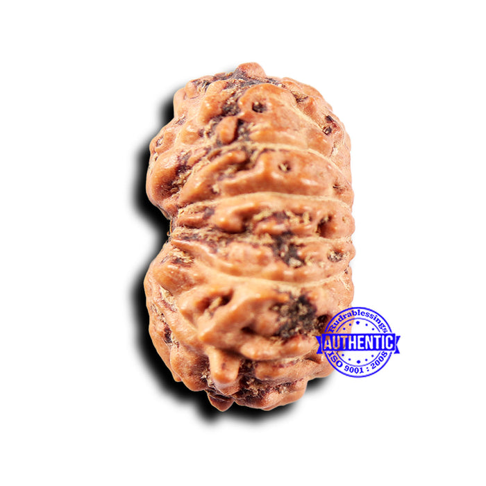 14 mukhi Indonesian Rudraksha -  Bead No. 297
