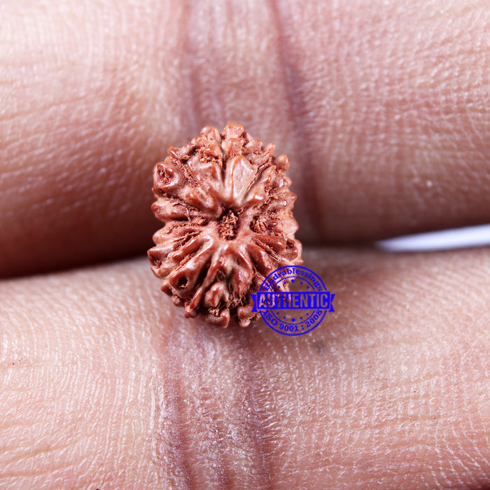14 mukhi Indonesian Rudraksha -  Bead No. 298