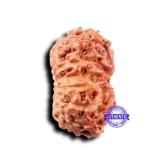 14 mukhi Indonesian Rudraksha -  Bead No. 298