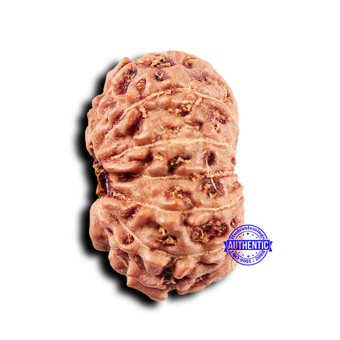 14 mukhi Indonesian Rudraksha -  Bead No. 299