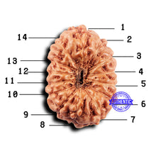 Load image into Gallery viewer, 14 mukhi Indonesian Rudraksha -  Bead No. 300
