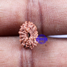 Load image into Gallery viewer, 14 mukhi Indonesian Rudraksha -  Bead No. 300
