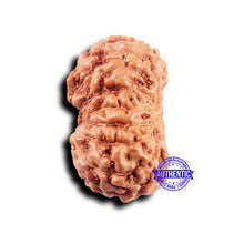 Load image into Gallery viewer, 14 mukhi Indonesian Rudraksha -  Bead No. 300
