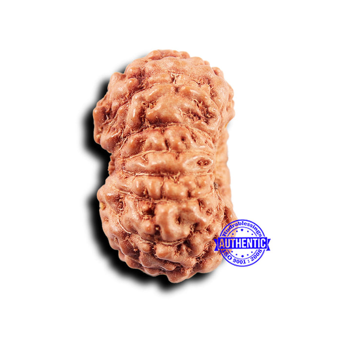 14 mukhi Indonesian Rudraksha -  Bead No. 300