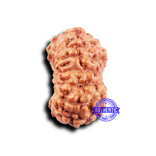 Load image into Gallery viewer, 14 mukhi Indonesian Rudraksha -  Bead No. 300

