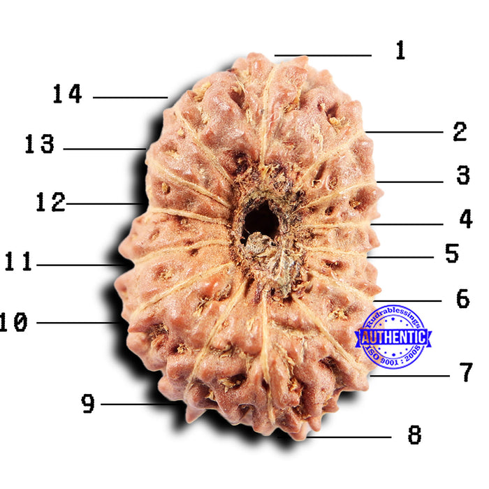 14 mukhi Indonesian Rudraksha -  Bead No. 301