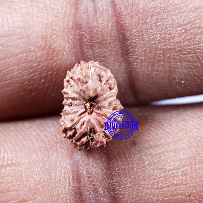 14 mukhi Indonesian Rudraksha -  Bead No. 301
