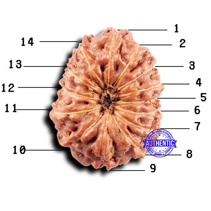 14 mukhi Indonesian Rudraksha -  Bead No. 302