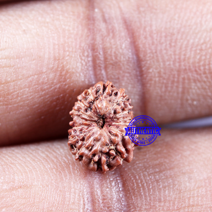 14 mukhi Indonesian Rudraksha -  Bead No. 302