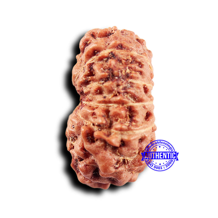14 mukhi Indonesian Rudraksha -  Bead No. 302