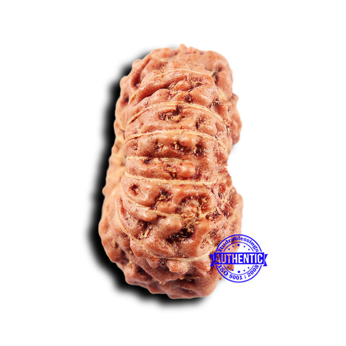 14 mukhi Indonesian Rudraksha -  Bead No. 302