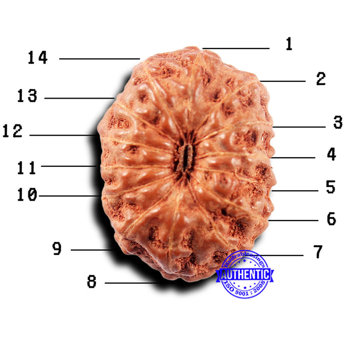14 mukhi Indonesian Rudraksha -  Bead No. 304