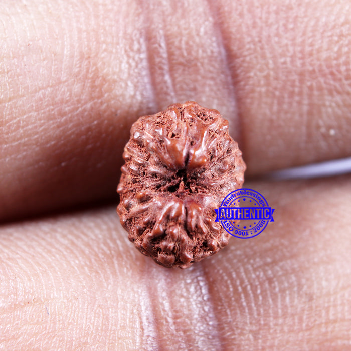 14 mukhi Indonesian Rudraksha -  Bead No. 304