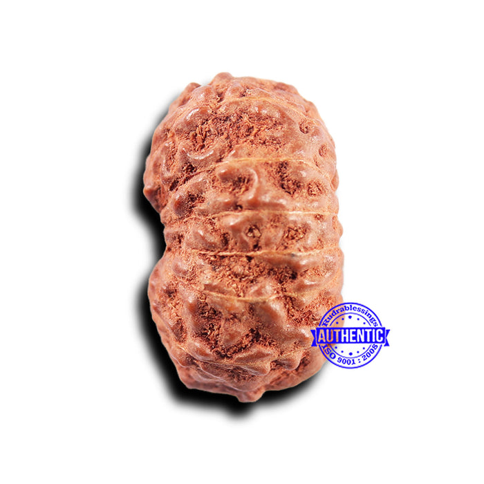 14 mukhi Indonesian Rudraksha -  Bead No. 304