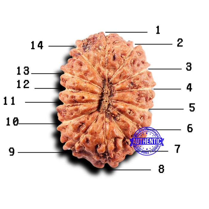 14 mukhi Indonesian Rudraksha -  Bead No. 305