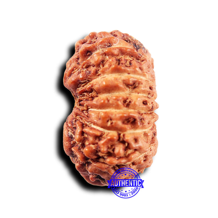 14 mukhi Indonesian Rudraksha -  Bead No. 305
