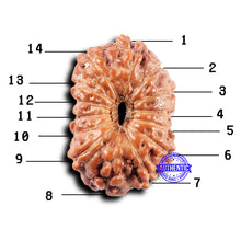 Load image into Gallery viewer, 14 mukhi Indonesian Rudraksha -  Bead No. 306
