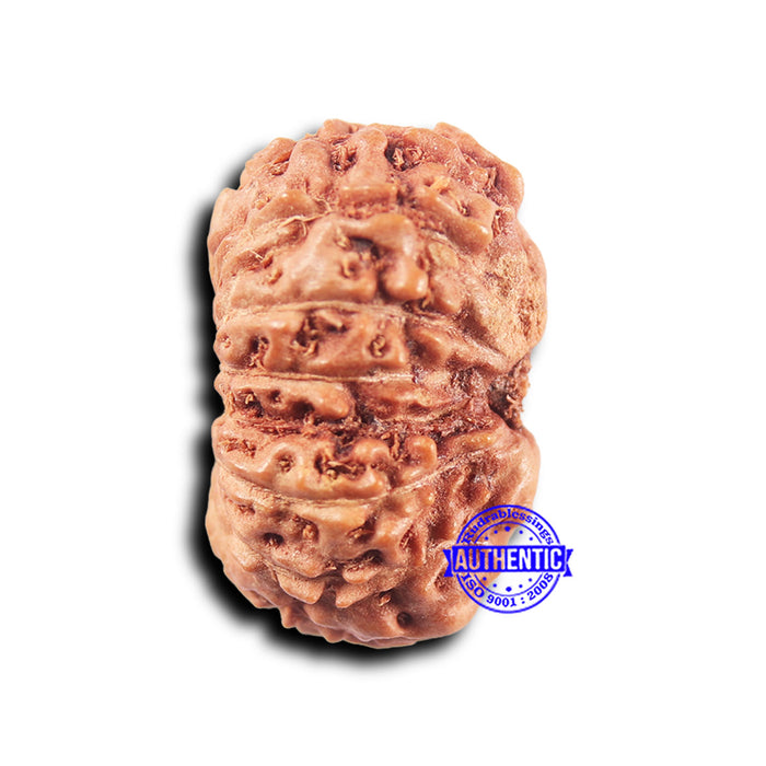14 mukhi Indonesian Rudraksha -  Bead No. 307