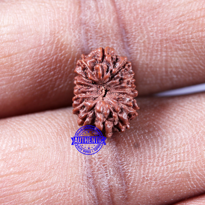 14 mukhi Indonesian Rudraksha -  Bead No. 318