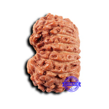 Load image into Gallery viewer, 14 mukhi Indonesian Rudraksha -  Bead No. 320
