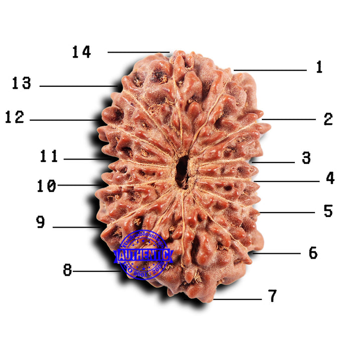 14 mukhi Indonesian Rudraksha -  Bead No. 324