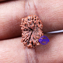 Load image into Gallery viewer, 14 mukhi Indonesian Rudraksha -  Bead No. 324
