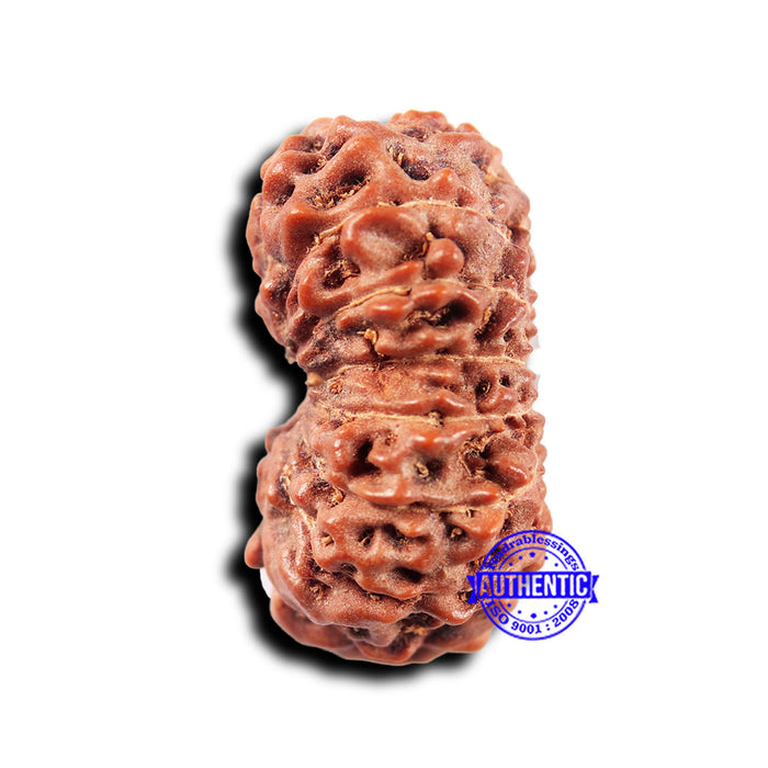 14 mukhi Indonesian Rudraksha -  Bead No. 324